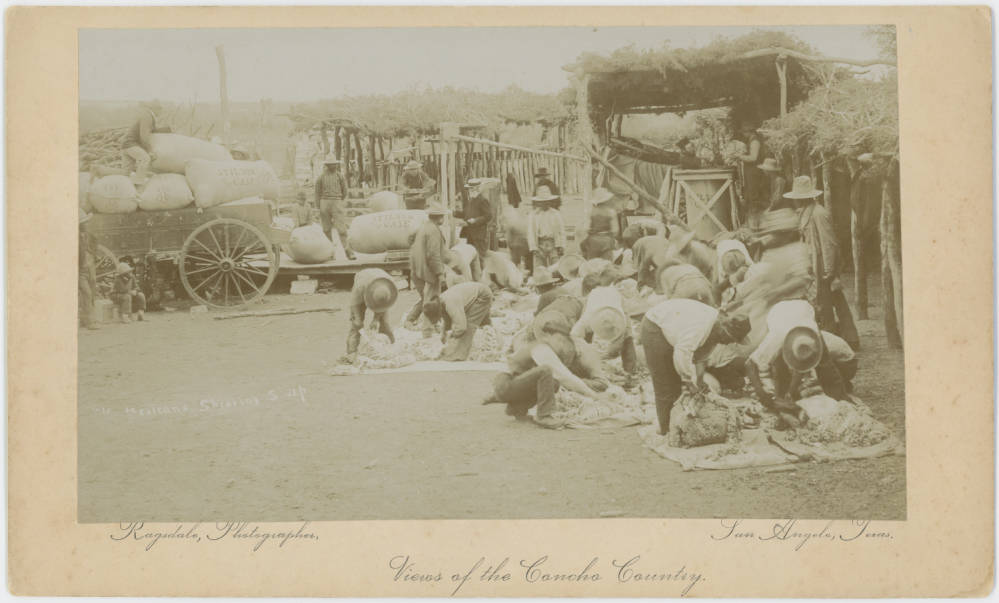 Mexicans Shearing Sheep — San Angelo